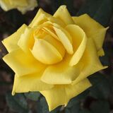 
                https://content.gdesemena.ru/images/catalog/69408_1c4693946bc48580575ec82ddfc023978d88f4a3fcda943ec0a631a79beb1268.jpg
