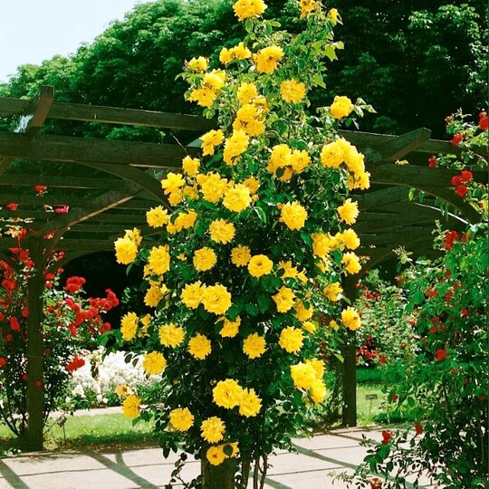 
                https://content.gdesemena.ru/images/catalog/69408_2c26335cd06f5fb1701a50034ac1b5e7053ae49a0622540b8f305fe9daab0920.jpg
