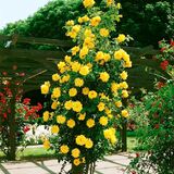 
                https://content.gdesemena.ru/images/catalog/69408_2c26335cd06f5fb1701a50034ac1b5e7053ae49a0622540b8f305fe9daab0920.jpg
