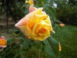 
                https://content.gdesemena.ru/images/catalog/69408_584fc0c315b40f9cf8648c438ed8737736bda22672c42e15833c57e7be4ed3c6.jpg
