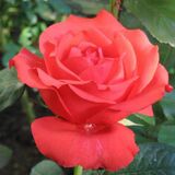 
                https://content.gdesemena.ru/images/catalog/69428_6ee6dabed23de79b687fcf9d0df3c187b8c0997cb0db3b76ab1cf4126dc8992a.jpg
