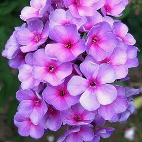 
                https://content.gdesemena.ru/images/catalog/69487_1d44a497c7ee8699d3799c151cf68481e85f62398dffd9304daf50a6bee84918.jpg
