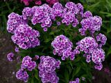 
                https://content.gdesemena.ru/images/catalog/69487_4040b81e237097dac99678c5e64485846b8a0b2030243658b1478a18a8391548.jpg
