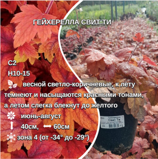 
                https://content.gdesemena.ru/images/catalog/69499_e5493bd379163e4c2da4e7866fe1301557d482d8cf37edaaa4c70cf45d8b61b3.jpg
