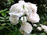 
                https://content.gdesemena.ru/images/catalog/69720_a5c36d2034266d7f7a4baa96604e25ece2a189476266e28fadfc5eab4bf541b4.jpg
