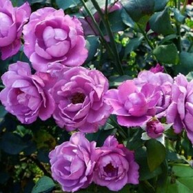 
                https://content.gdesemena.ru/images/catalog/70310_4448d5a7cd7fcf6cd2ea714a3b8730b3ddd4b8e6dd5fea8d127311d7e74a0788.jpg
