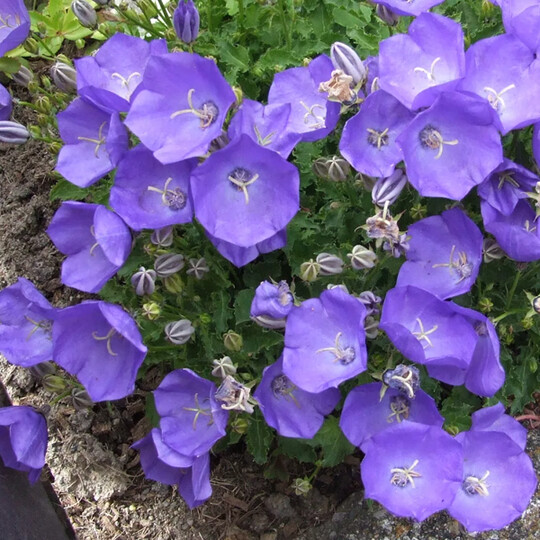 
                https://content.gdesemena.ru/images/catalog/70497_ad99dad7bca5448f41457f665115122e8356002e2d6d8a6b04068d8ba54a8de4.jpg
