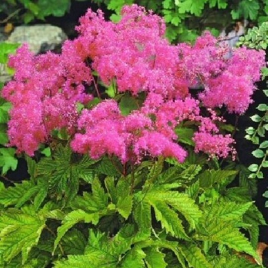 
                https://content.gdesemena.ru/images/catalog/70531_02f41d98893cab0206107b91168340b6f597794b6943fca07364c90d370c95a4.jpg
