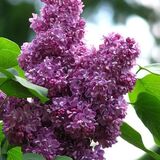
                https://content.gdesemena.ru/images/catalog/70676_c5b32fd435badf3869658f180a40b7923a7ebcd969f00e981596ac39f2c514e9.jpg
