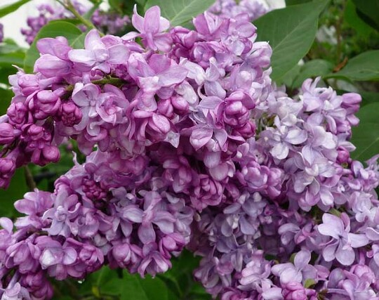 
                https://content.gdesemena.ru/images/catalog/70677_a6397aaf60ab43f02b79fd39d63e5d46cece114fdf54c43bcc55985e5064597c.jpg
