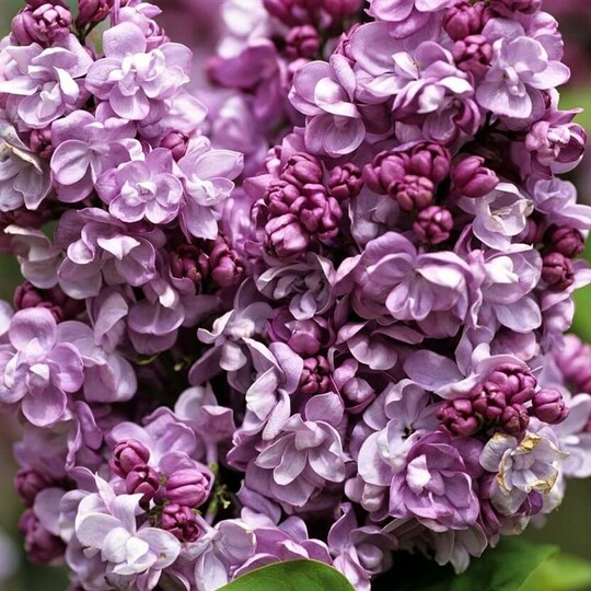 
                https://content.gdesemena.ru/images/catalog/70677_bebcf996093e345fa1837f7d33ff9b9abaa460cfac00fdb5a4dfe9cdbab27cf4.jpg
