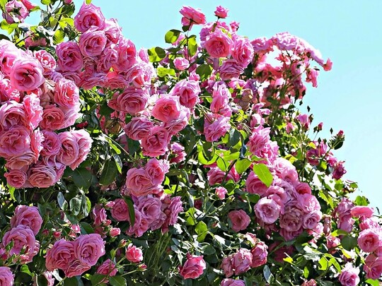 
                https://content.gdesemena.ru/images/catalog/70720_ca0937005d7318ce54987f9c2ffe3429fdf2926e09ed1e478c864f8e8ae79914.jpg
