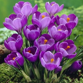 
                https://content.gdesemena.ru/images/catalog/71100_445b4a46e03d56509ccceb11eb92b203d91425c2a4221133b22d8dfc5b3a02b6.jpg

