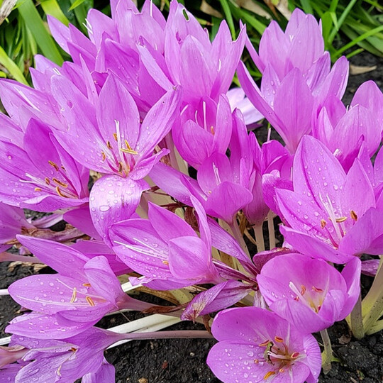 
                https://content.gdesemena.ru/images/catalog/71311_10463c381334351335260c0a753ed2605ffccd3b9d3770c3efe6af0b28d912cf.jpg
