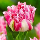 
                https://content.gdesemena.ru/images/catalog/83131_aaa3094f3bc2fea7bbf9baea1878fbbe602076ddf3d4d9be5449950f3e857c36.jpg
