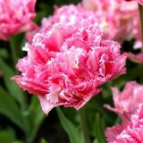 
                https://content.gdesemena.ru/images/catalog/83131_ad1377361cb10cefce3be7508d534811a9a11d6f36d8aceb5022b8b240f02b78.jpg

