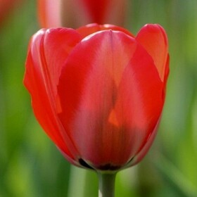 
                https://content.gdesemena.ru/images/catalog/83146_b54074313ccb5b26345b1a3683aee0b3a84e4a22349308d9b7d6ee5003315ffc.jpg
